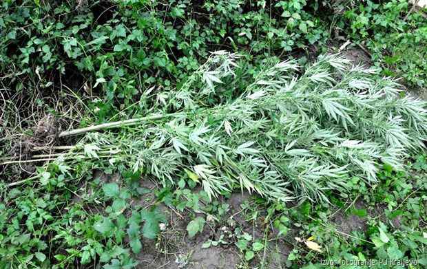 Na pordučju grada Kraljeva ovo je četvrta veća zaplena narkotika ovog meseca, kažu u Policijska upravi&nbsp; u Kraljevu.