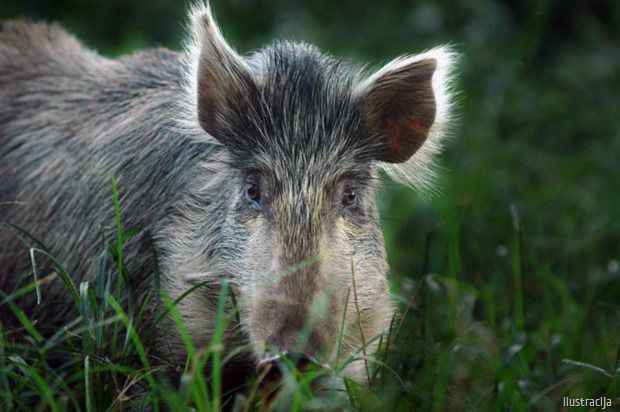Meštani sela studeničkog kraja, kod Kraljeva, u poslednjih mesec dana ne mogu da se odbrane od najezde divljih svinja.