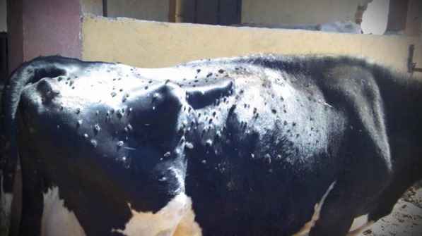 Kvrgava koža Kvrgava koža