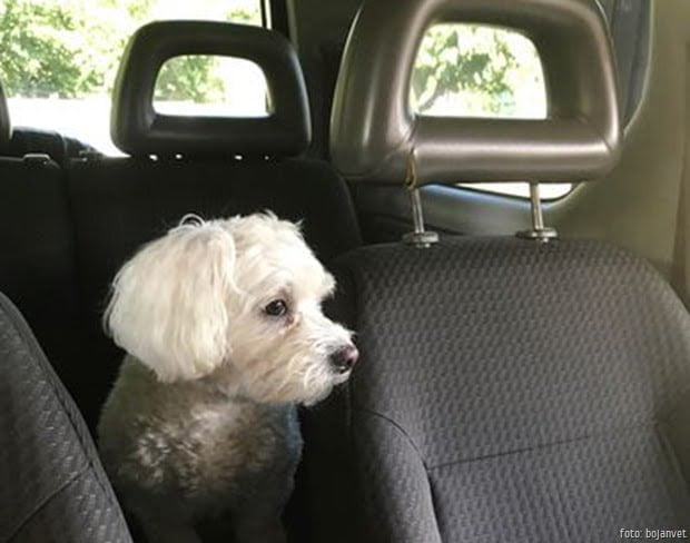 BOJANVET pas u automobilu BOJANVET pas u automobilu