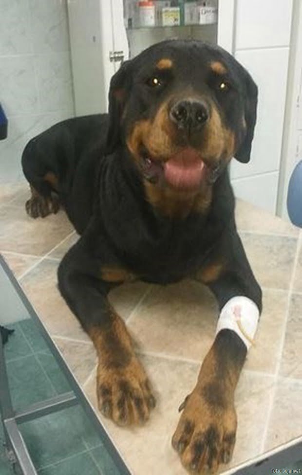 BOJANVET pas na infuziji BOJANVET pas na infuziji