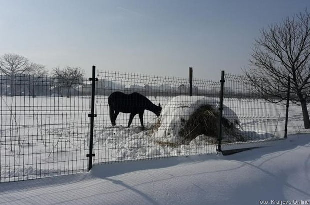 Livada i seno pod snegom i konj