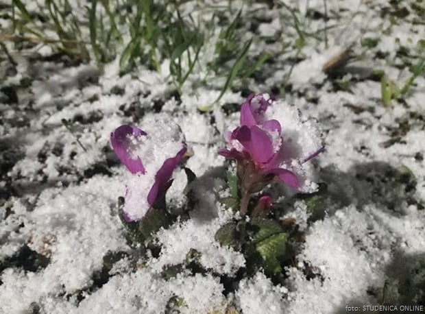 Cvet u snegu mart 2020 foto Studenica online