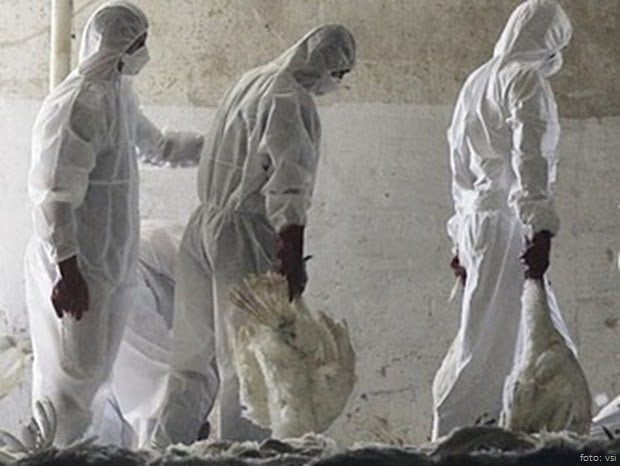 VSI Kraljevo ptičiji grip