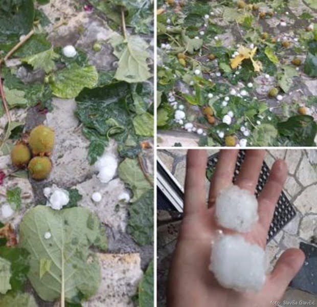 Gradi uni&scaron;tio kivi foto Slavi&scaron;a Glavčić